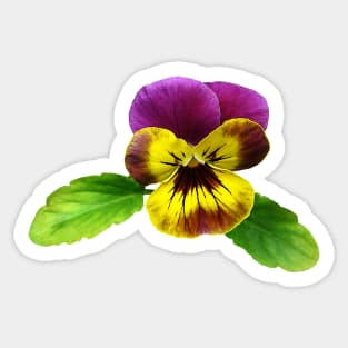 Pansies - Pansy With Welcoming Arms Sticker